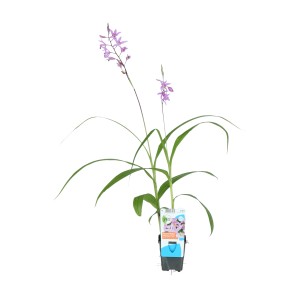 Gartenorchidee Bletilla 'Paris Penway' im 9 cm Topf von GROW by OBI mit zarten, lilafarbenen Blüten.