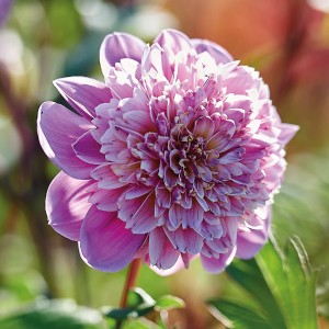 Nahaufnahme einer rosa-weißen GROW by OBI Dahlie Take Off Blüte, ca. 90cm hoch.