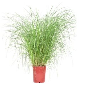 GROW by OBI Chinaschilf Höhe ca. 40 cm Topf ca. 11 l Miscanthus