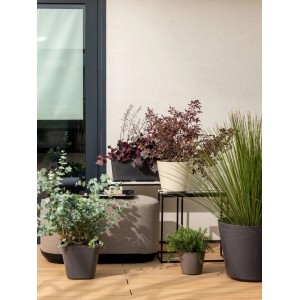 Quadratischer Deroma Quadro Wow Pflanzkübel in Anthrazit mit Eukalyptus auf Holzterrasse, weitere Pflanzen.