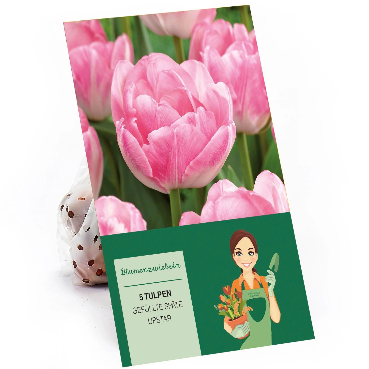 PfingstrosenTulpe "Upstar" RosaWeiß 5 Stück Tulipa kaufen bei OBI