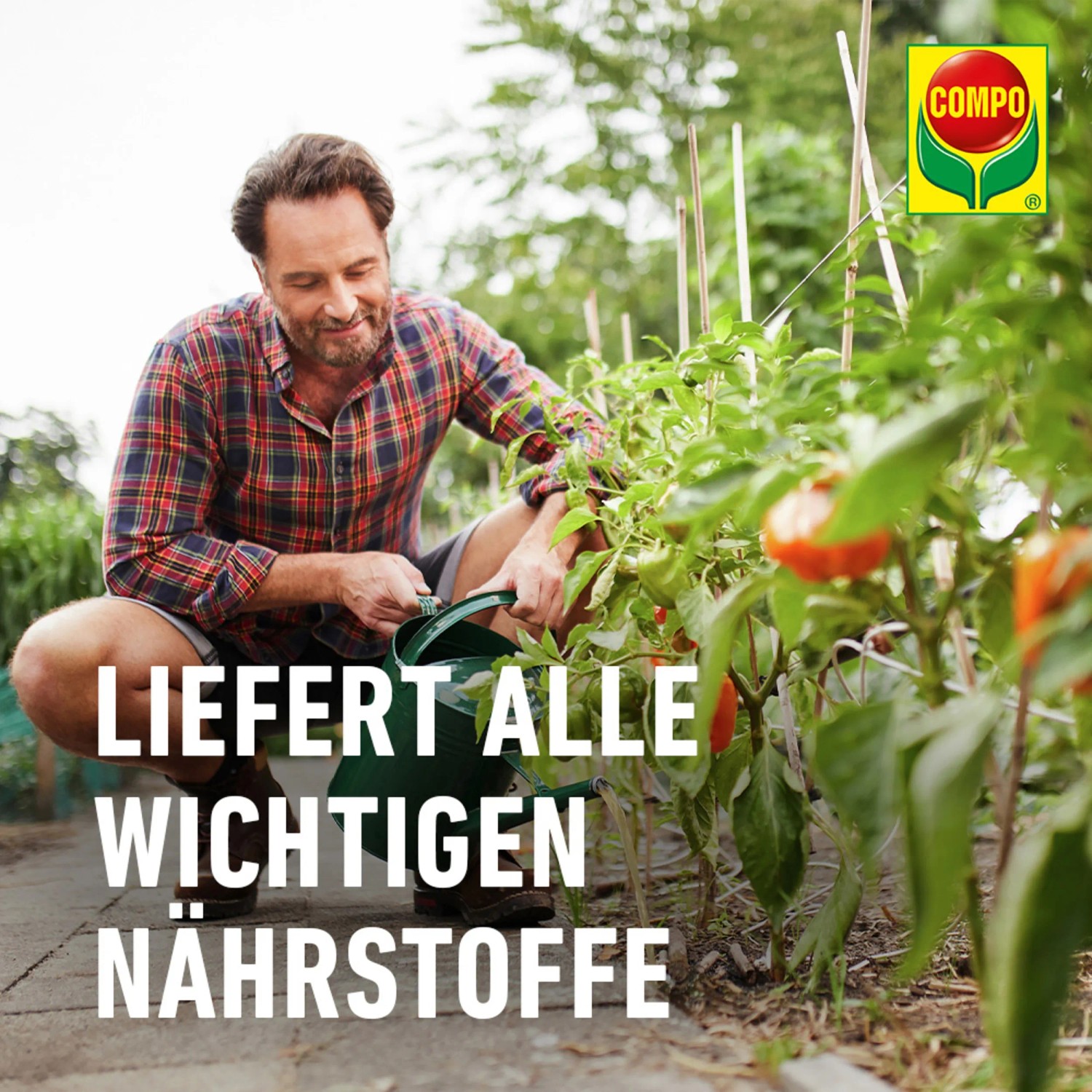 saatgut brennessel BIO Brennnesselsamen main image 0