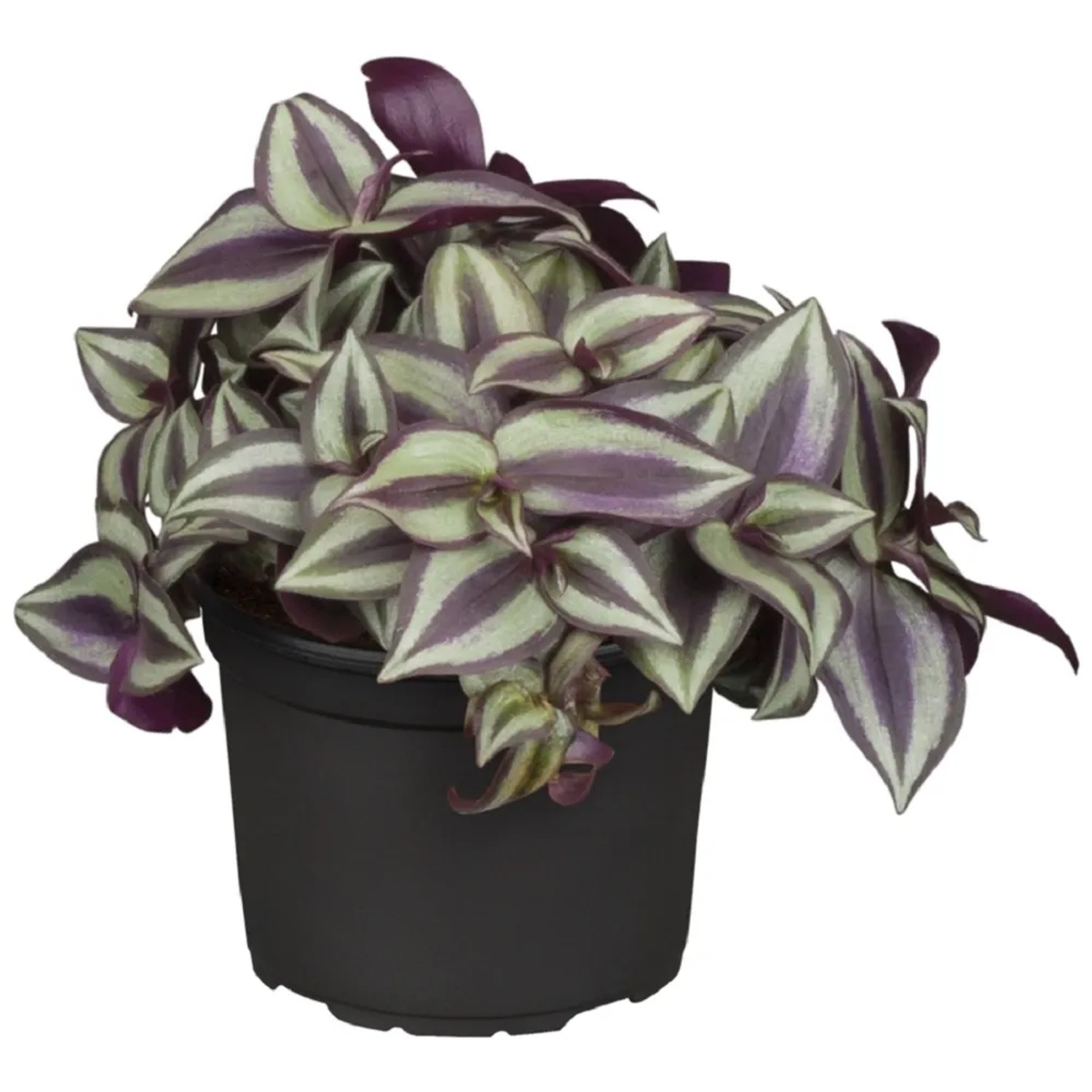 dreimasterblume-jew-purple-h-he-ca-10-20-cmtopf-ca-13-cm