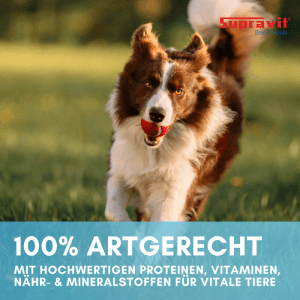 Aktiver braun-weißer Hund mit Ball im Maul rennt auf grüner Wiese. Supravit Nassfutter für Hunde.