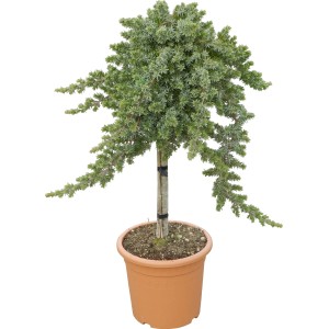 OBI Riesenzypresse Gold Rider im Topf, ca. 80 cm hoch. Immergrünes Nadelgehölz.