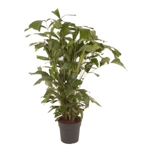 Fischschwanzpalme (Caryota mitis) im Topf, ca. 155-165 cm hoch, grüne Zimmerpalme mit markanten Blättern.