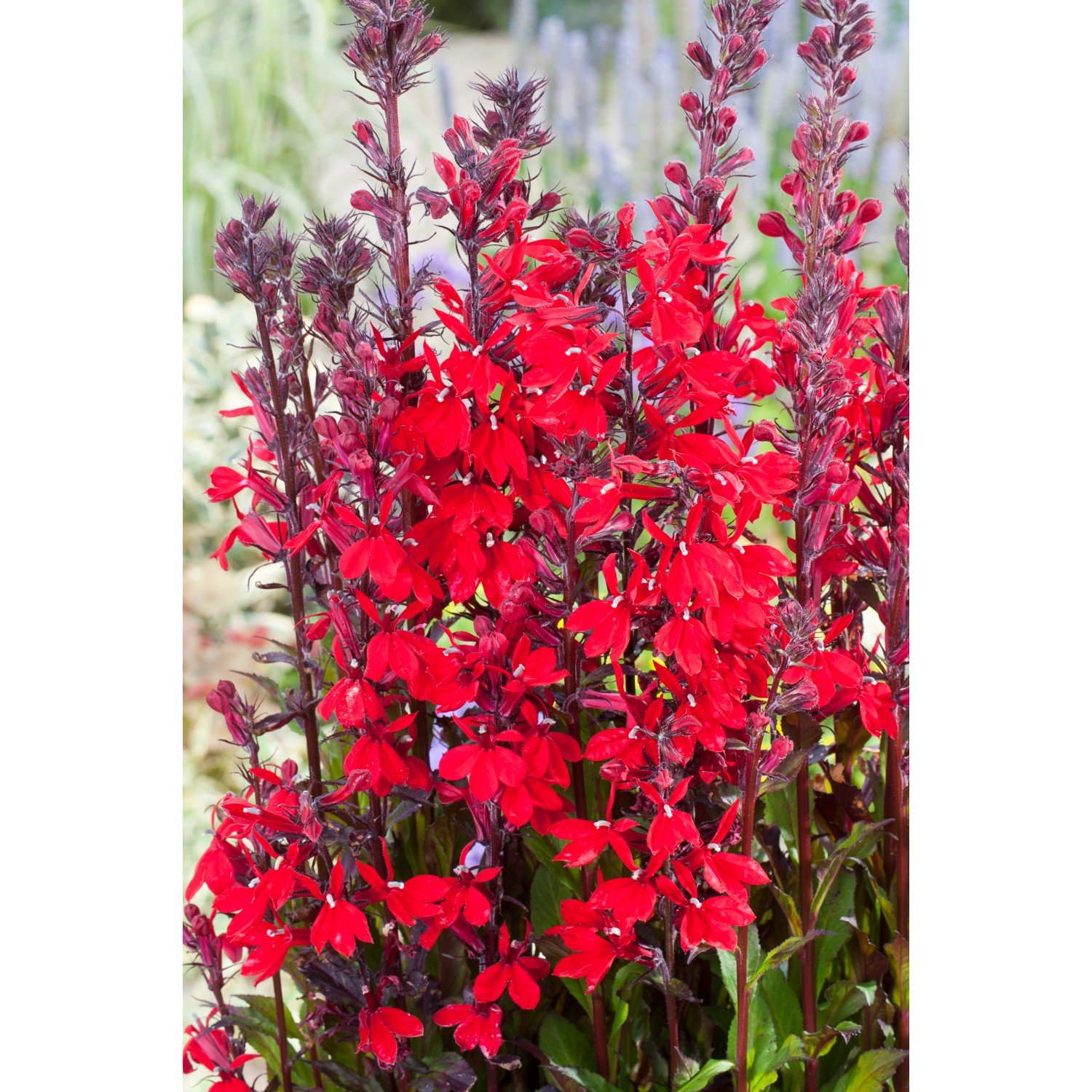 Kardinalslobelie Rot TopfØ ca. 9 cm Lobelia cardinalis kaufen bei OBI