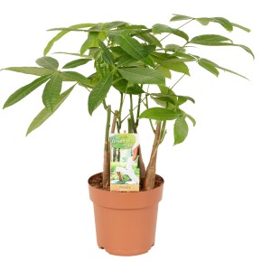 Rasierpinselbaum (Pachira aquatica) im Topf, ca. 50-55 cm hoch, grüne Blätter.