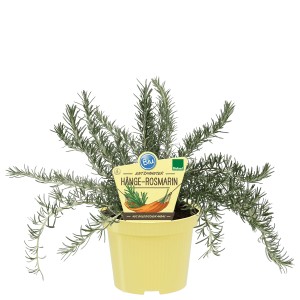 Blu Bio-Hängerosmarin im Topf, ideal für Balkon und Küche. Aromatische Kräuter für Genießer.