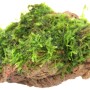 Dennerle Plants Moosstein: Aquariumpflanze mit grünem Moos auf braunem Stein.