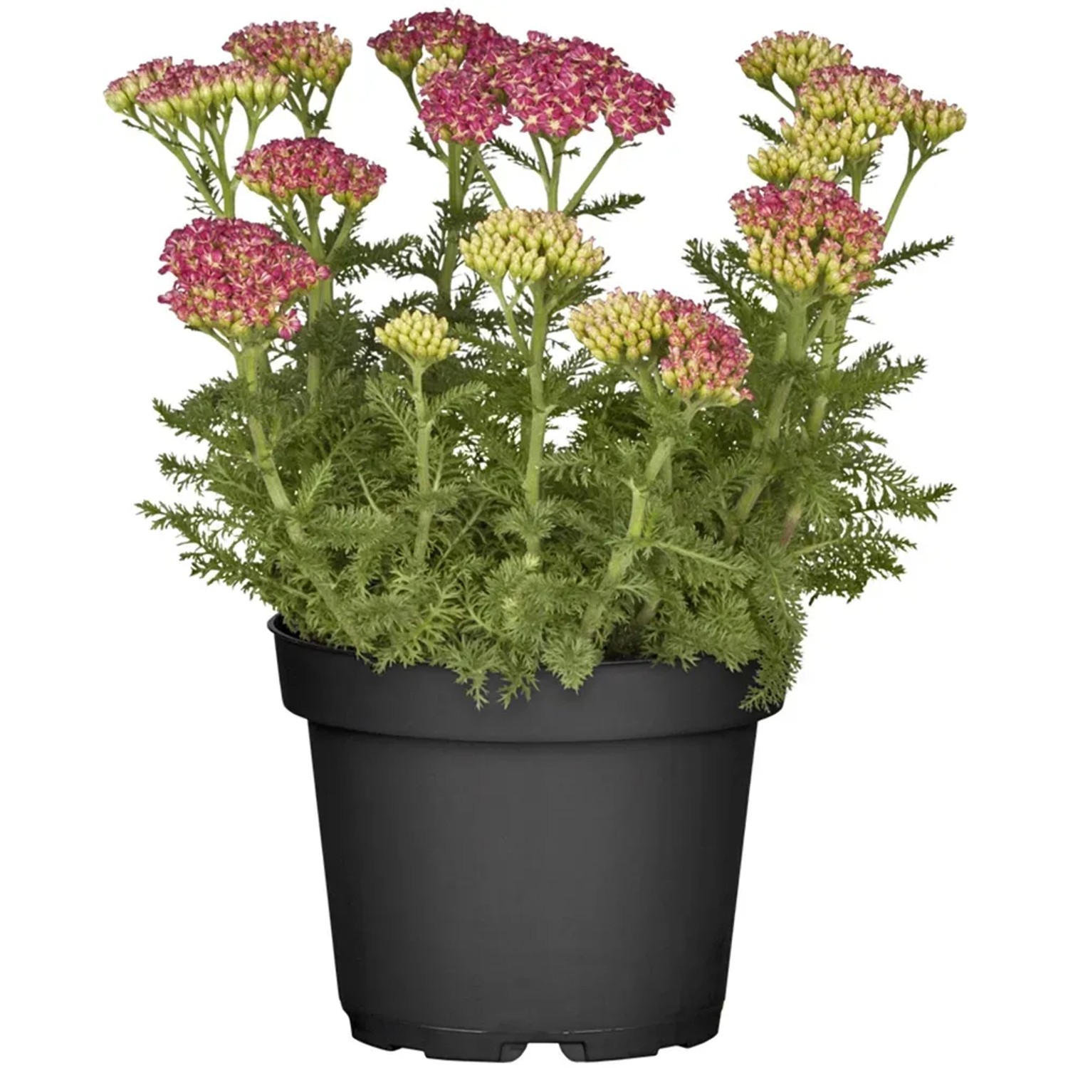 Schafgarbe (Achillea) im Topf, rosa-gelbe Blüten, ca. 19 cm Topf-Ø. Kübelpflanze für sonnige Standorte.