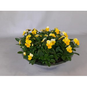 Hornveilchen im Zinkgefäß, gelb-weiße Blüten, Topf-Ø ca. 29 cm. Blühende Kübelpflanze für Balkon und Terrasse.