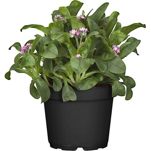 GROW by OBI Vergissmeinnicht im Topf, verschiedene Farben. Frühjahrsblüher für Beet und Balkon.