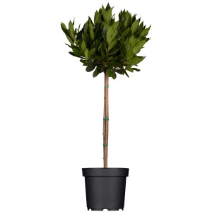Lorbeer Stamm (Laurus nobilis), ca. 125-150 cm hoch, im Topf. Immergrüne Kübelpflanze.