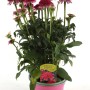 Purpur-Sonnenhut Mix im pinken Topf, ca. 28cm hoch. Echinacea purpurea, winterhart und mehrjährig.