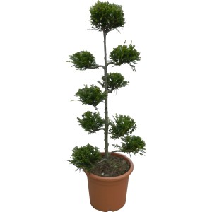 Formschnitt-Zypresse 'Castlewelland Gold' im Topf, ca. 80cm hoch. Immergrünes Formgehölz für Garten und Kübel.