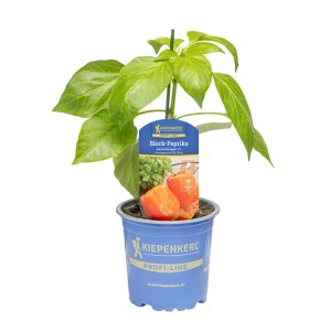 Kiepenkerl Paprika Benita im Topf, orange Frucht, grüne Blätter.