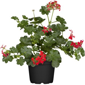 Hängende Geranie 'Belle Ville' im Topf, rote Blüten und grüne Blätter. Ideal für Balkon und Terrasse.