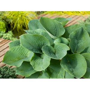 Grüne Funkie (Hosta) im Topf, ca. 17 cm Durchmesser, Blätter mit markanter Struktur.