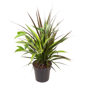 Drachenbaum-Kombination im Topf, verschiedene Sorten mit grünen und braunen Blättern.