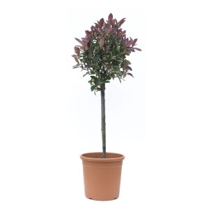 GROW by OBI Mini-Stamm, ca. 80cm hoch, im Topf. Stämmchen mit roten und grünen Blättern.