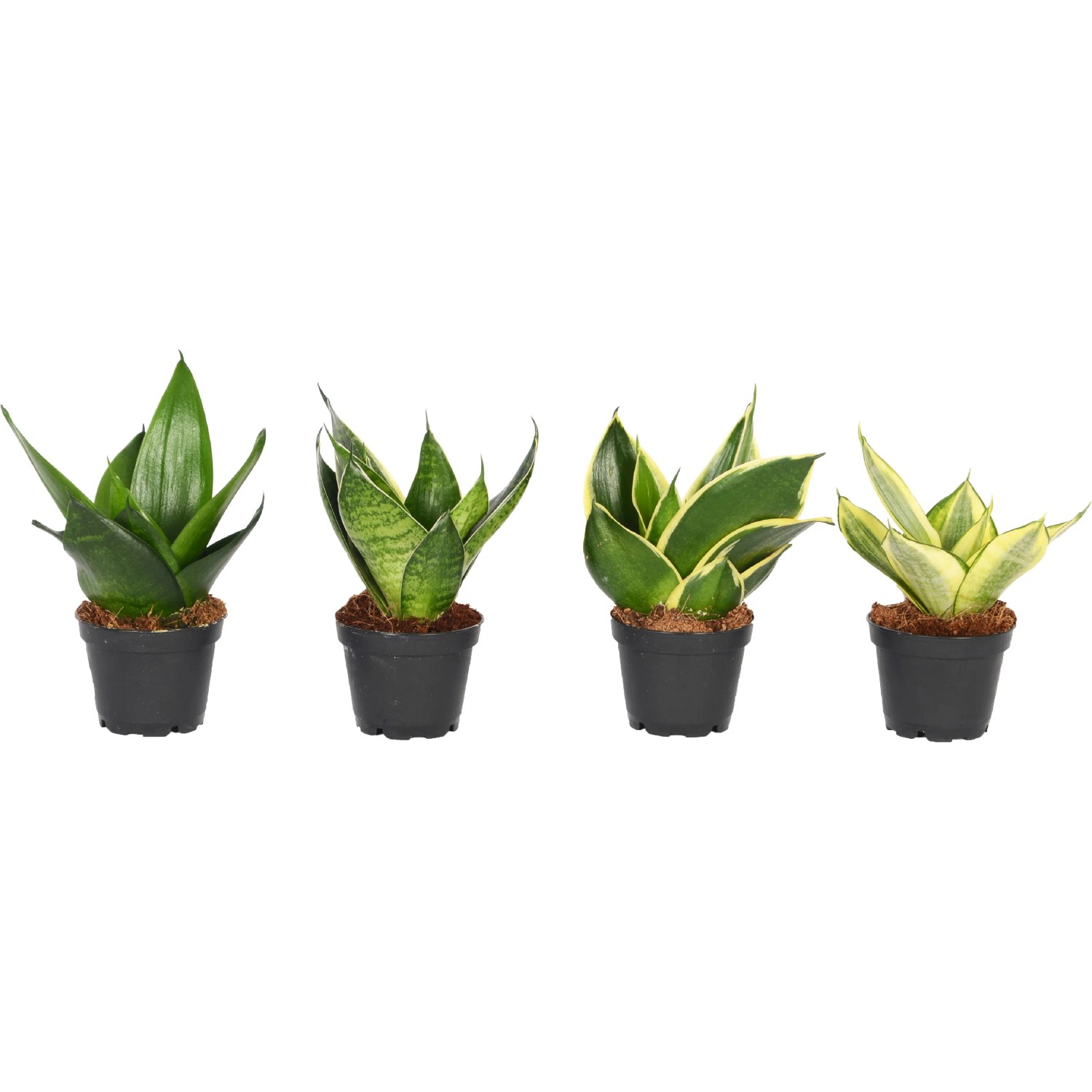 what is agave nectar made of Misc Herradura Agave Nectar – Point Wine & Spirits