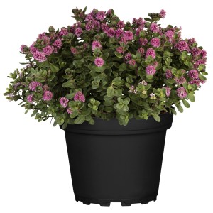 Strauchveronika Hebe andersonii im Topf mit rosa Blüten.