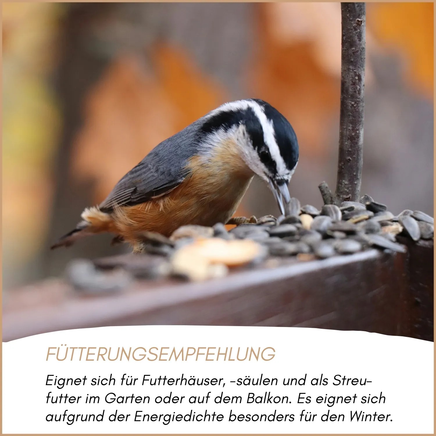 Kleiner Wildvogel frisst Supravit Balkonfutter (Sonnenblumenkerne) auf Futterplatz. Ideal für Garten, Balkon & Winterfütterung.