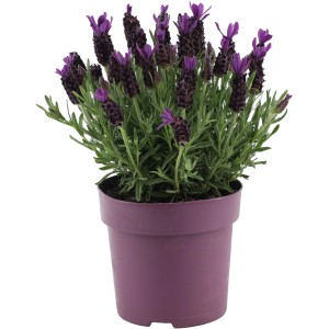 Schopflavendel "Premium Star" Topf-Ø ca. 15 cm Lavandula stoechas Anouk