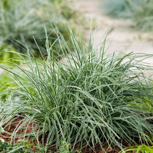 Grüne Segge 'Everest' im Topf, Ziergras mit weißen Rändern für Garten & Terrasse.