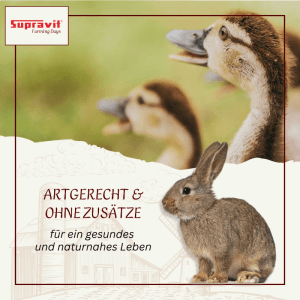 Zwei Entenküken und ein Kaninchen auf einer Wiese. Supravit Futterweizen als Einzelfuttermittel für Geflügel und Kleintiere.