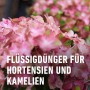 Compo Hortensien- und Kameliendünger 1 l_10