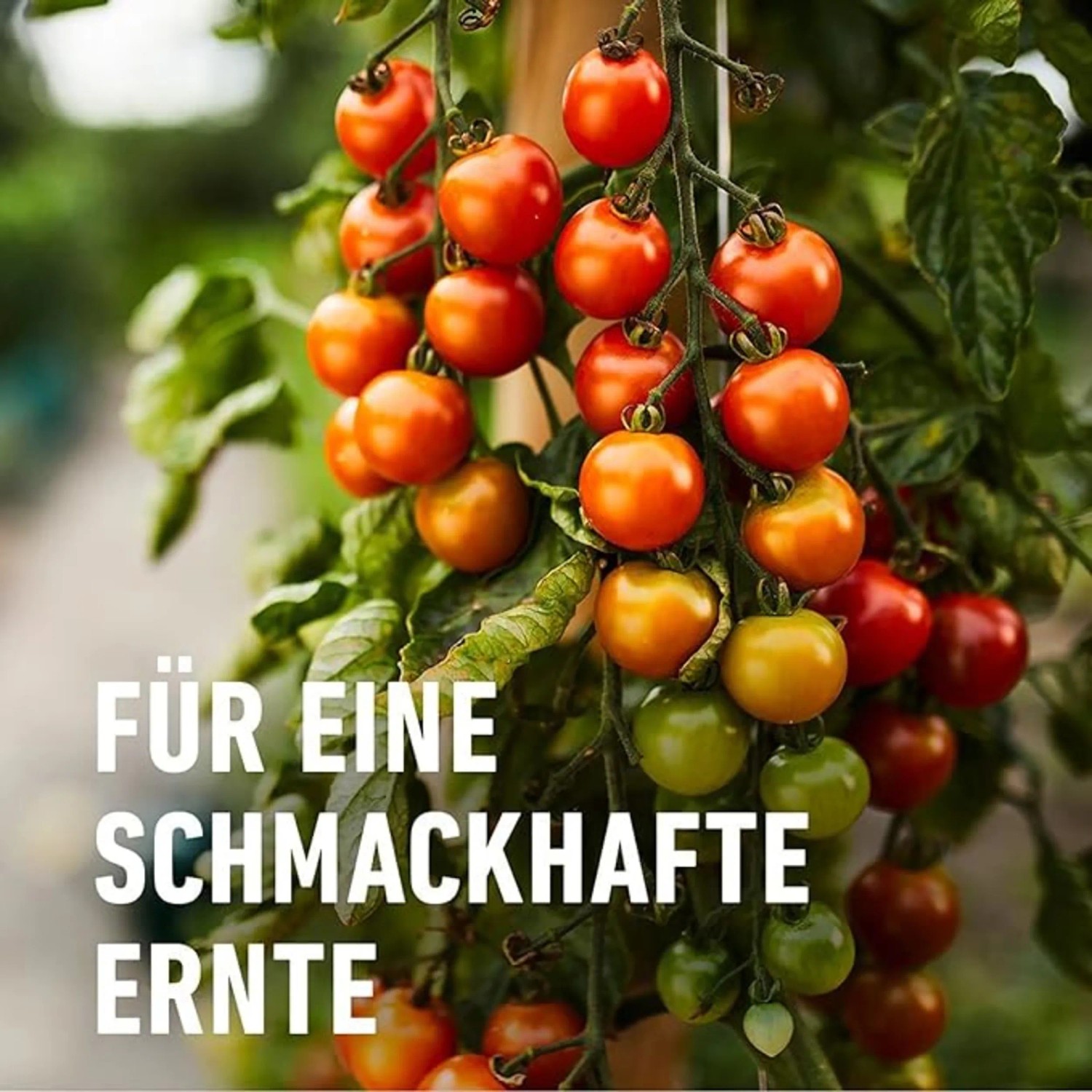 Compo Bio Obst- und Gemsednger 1 l kaufen bei OBI