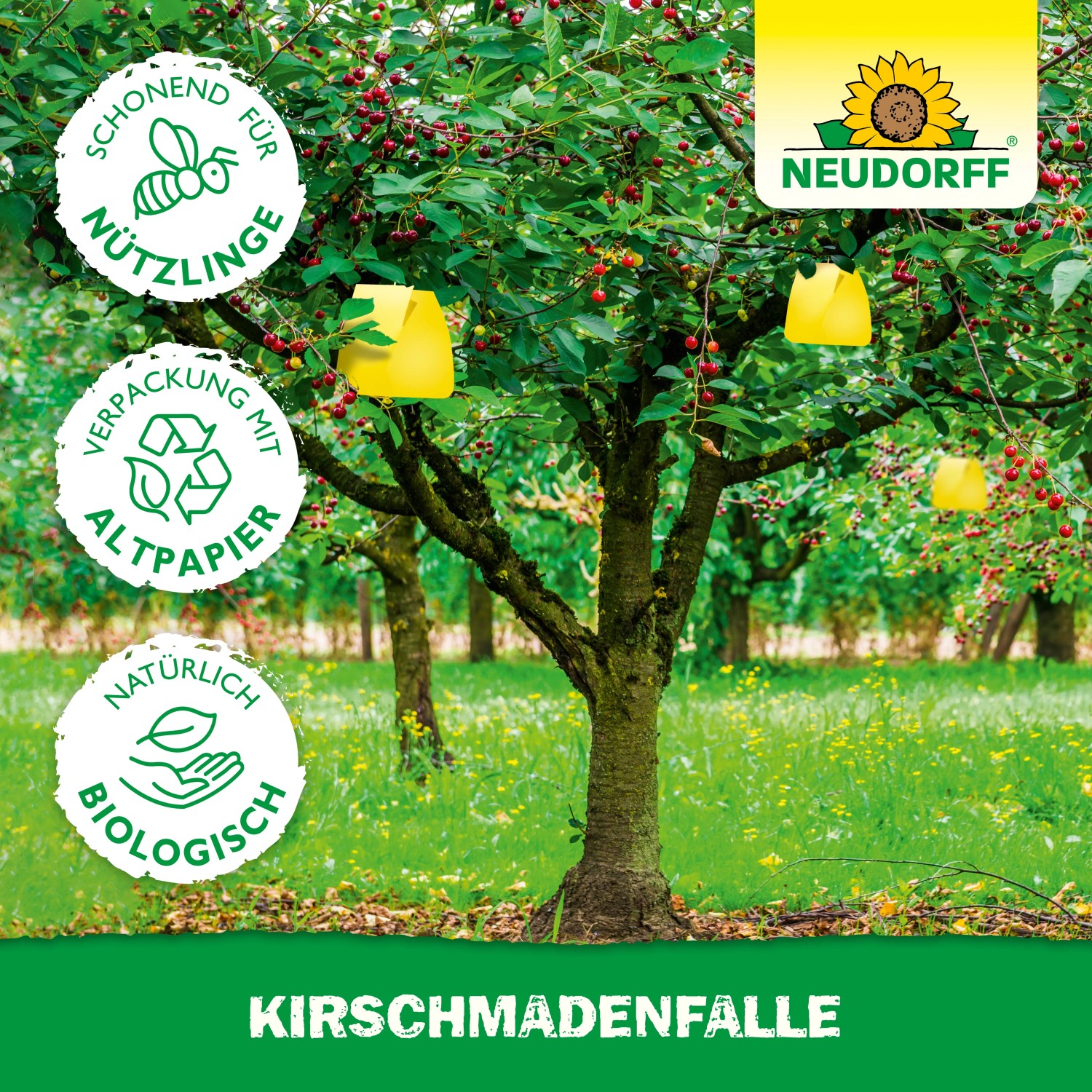 Neudorff Kirschmaden-Falle am Baum, zur biologischen Schädlingsbekämpfung.