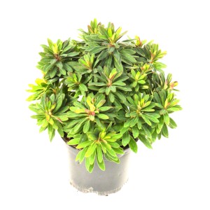 Wolfsmilch Mix Höhe ca. 35 cm Euphorbia amygdaloides