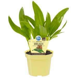 Bio-Bärlauch im Topf (Ø 11cm) mit grünen Blättern. Küchenkräuter für aromatische Gerichte.