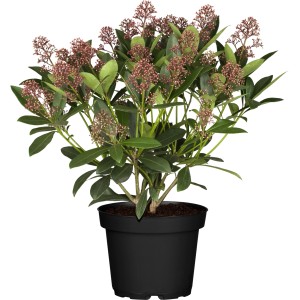 Skimmie Rubella im Topf, ca. 30-40 cm hoch, mit rosa-weißen Blütenknospen.