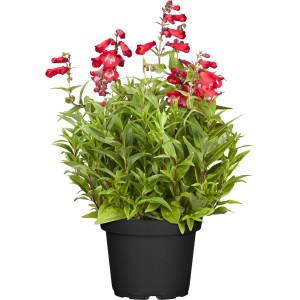 GROW by OBI Bartfaden im Topf, rote Blüten und grüne Blätter.