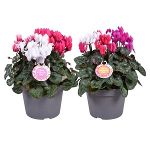 Alpenveilchen Trio im Topf, ca. 11 cm, mit Blüten in Weiß, Rosa und Pink. Balkonpflanze für den Herbst.