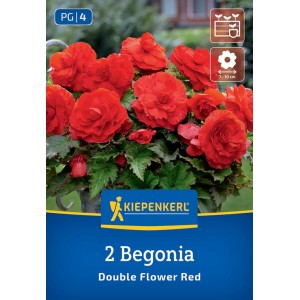 Kiepenkerl Knollenbegonie Rot