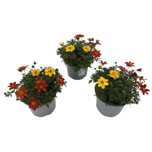 Goldmarie Duo im Topf, zweifarbige Sommerpflanze mit gelben und orangen Blüten.