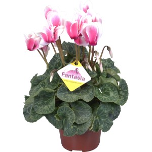 Mini-Alpenveilchen im Topf, verschiedene Farben, ca. 6 cm Topf-Ø.