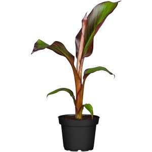 Rote Zierbanane Maurelli im Topf, ca. 60-80 cm hoch. Kübelpflanze mit exotischem Flair.