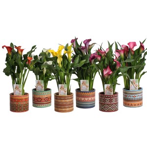 Zimmerkalla in verschiedenen Farben im Topf mit afrikanischem Design.