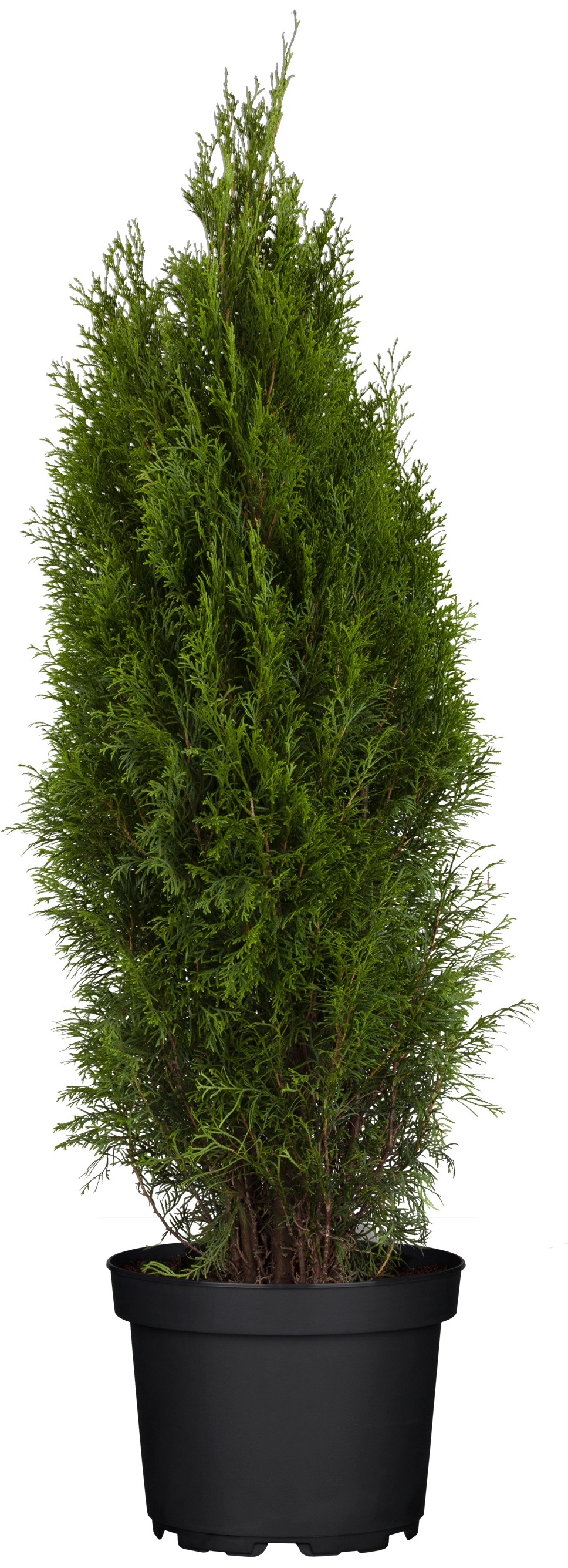 Grow By Obi Lebensbaum Smaragd H He Ca Cm Thuja