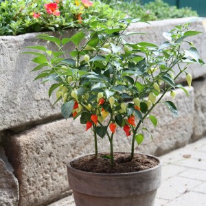 Blu Bio-Tropfen-Chili im Topf (Ø 12cm) mit roten, gelben und grünen Schoten.