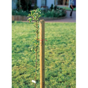 Druckimprägnierter Baumpfahl (Ø 6 cm x 150 cm) stützt jungen Baum im Garten.