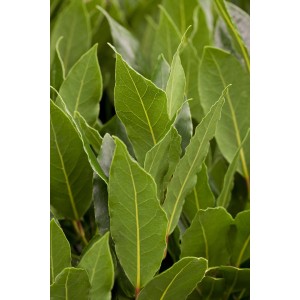 Frischer Lorbeerbusch (Laurus nobilis) im Topf, ideal zum Würzen von Speisen.