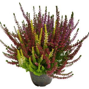 Dreifarbige Knospenheide Beauty Ladies im Topf, Calluna vulgaris, für Balkon und Garten.