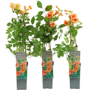 Amerikanische Klettertrompete Indian Summer im Topf mit orange-roten Blüten.